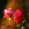 0046-もうひとつの薔薇の花