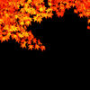 0011-紅葉