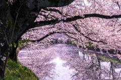 0143-桜川
