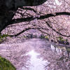 0143-桜川