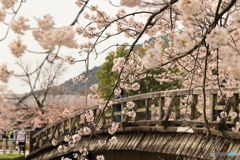 桜のある橋
