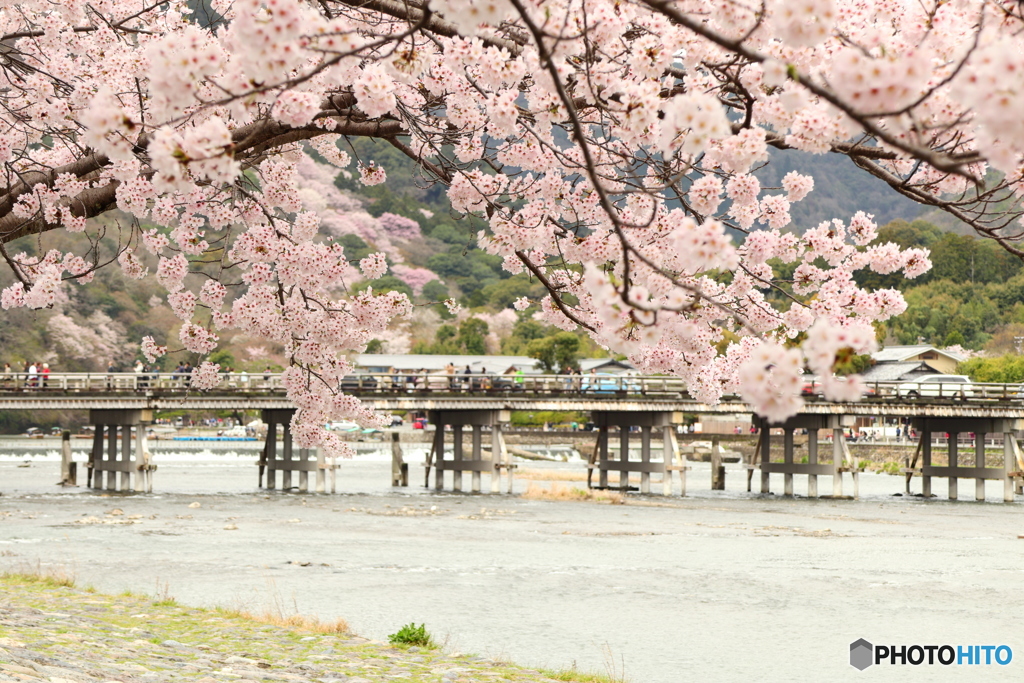 桜満開の嵐山#1