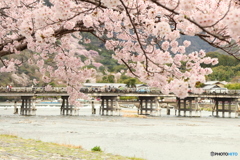 桜満開の嵐山#1