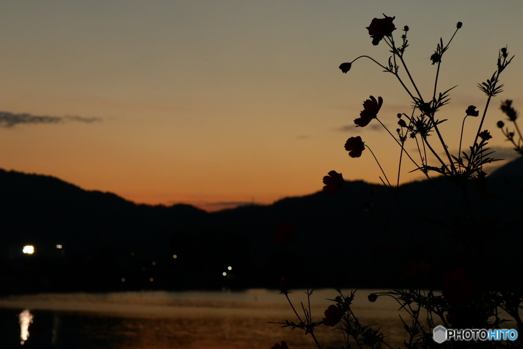 夕暮れの池のほとりに咲く花