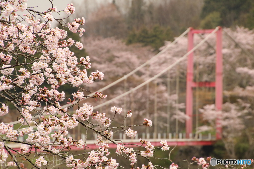 桜と吊り橋