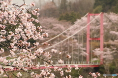 桜と吊り橋