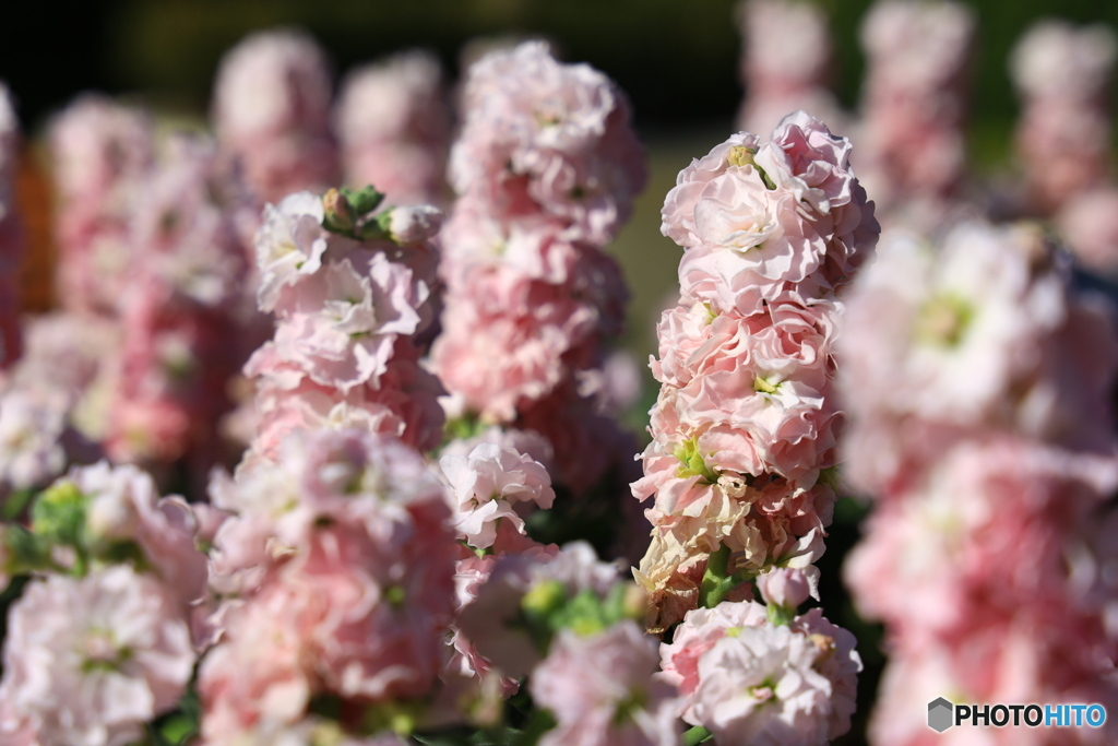 薄ピンク色のお花