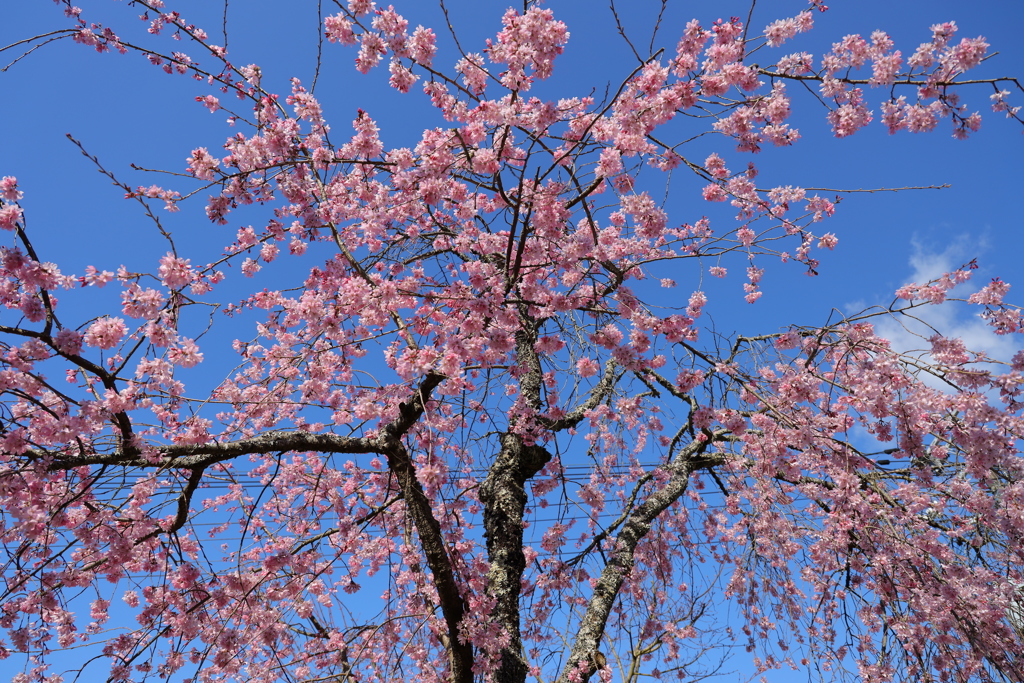 桜咲きました