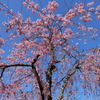 桜咲きました