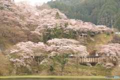 桜満開