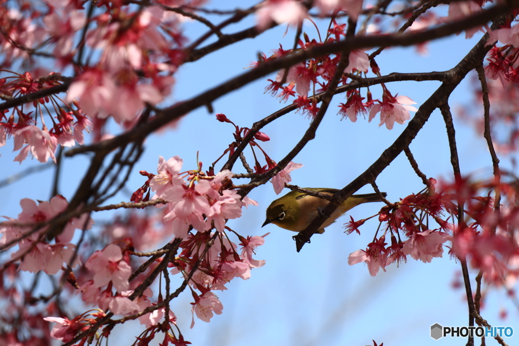 桜にメジロ