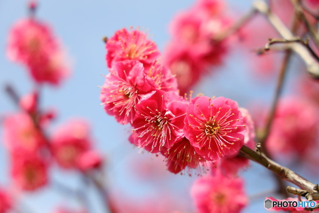 梅の花満開