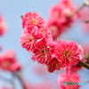 梅の花満開