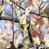 梅の花にメジロ2