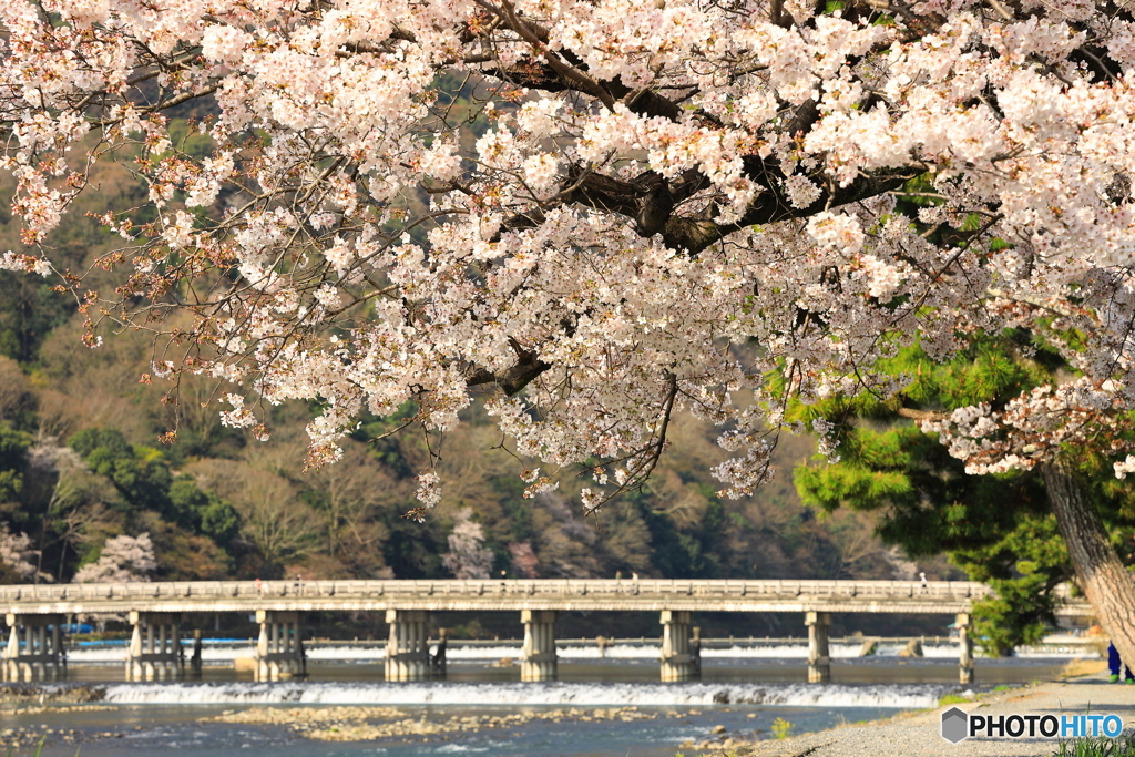 桜と渡月橋