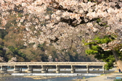 桜と渡月橋