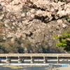 桜と渡月橋