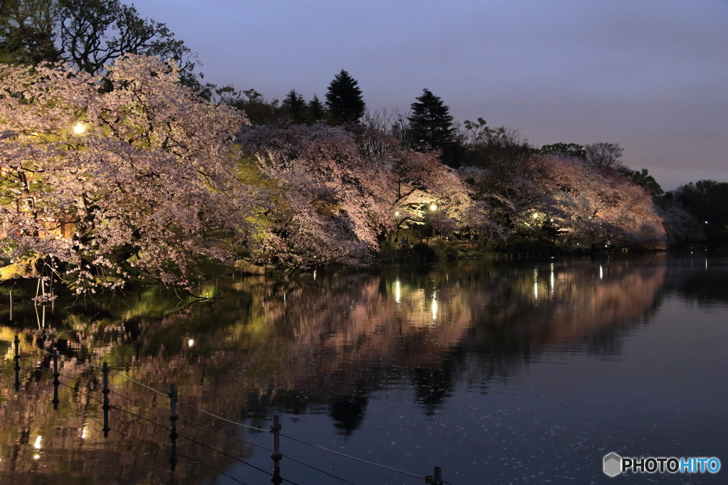 井の頭公園 夜桜 By でんちゅう Id 写真共有サイト Photohito