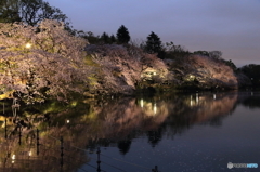 井の頭公園 夜桜