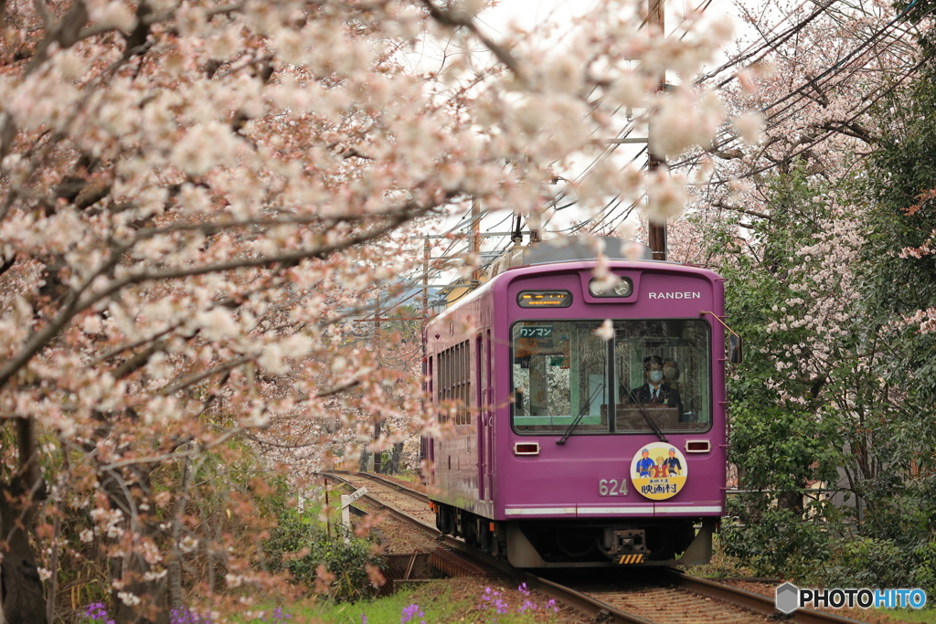 嵐電 桜のトンネル