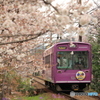 嵐電 桜のトンネル
