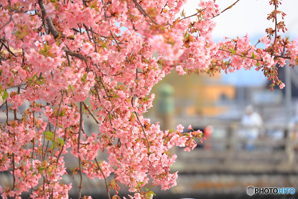 河津桜