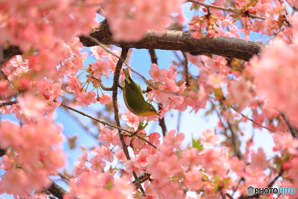 河津桜とメジロ