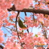 河津桜とメジロ