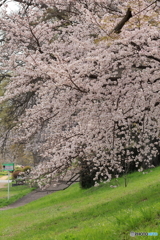 公園に咲く桜