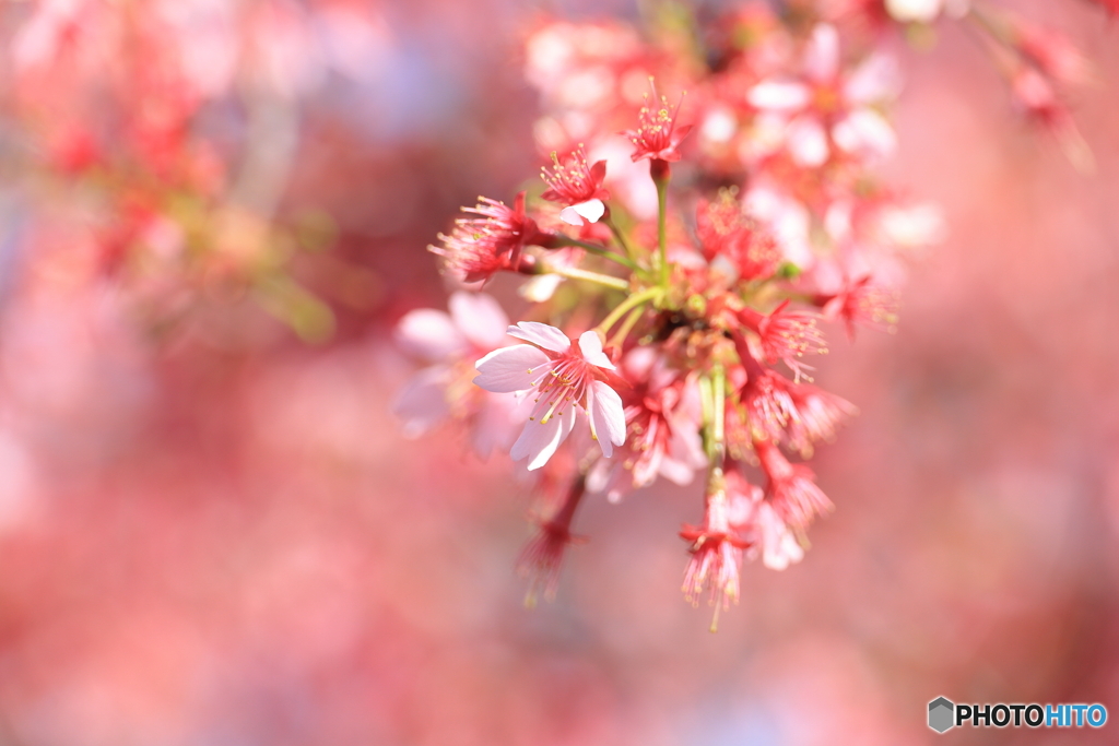 おかめ桜