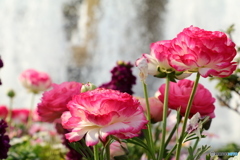 噴水の前で咲くお花