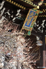 梅の花と天満宮