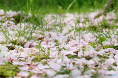 桜の花のじゅうたん#2