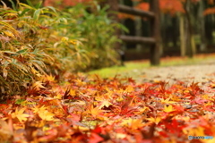紅葉もみじのジュータン