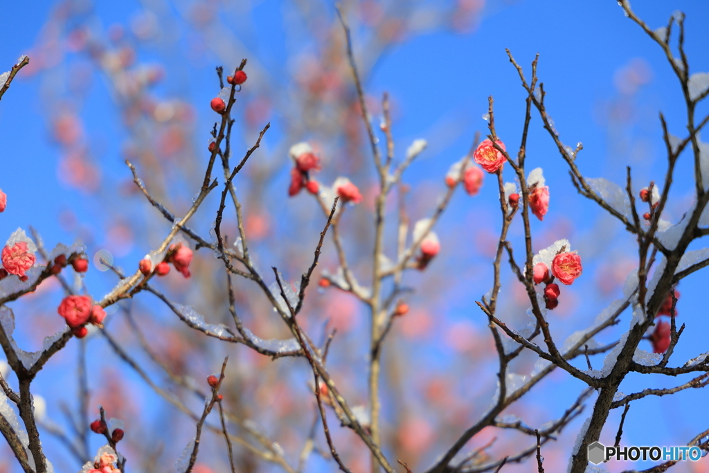 雪と梅の花