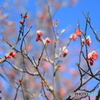 雪と梅の花