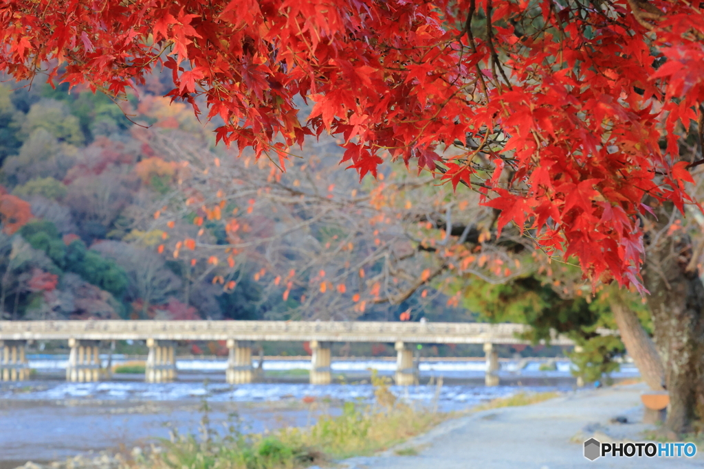 紅葉が見頃の嵐山