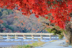 紅葉が見頃の嵐山