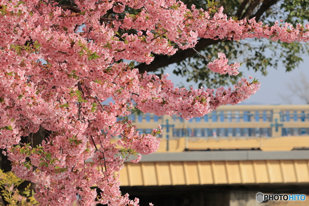 河津桜と新三条大橋