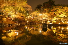 円山公園 ライトップされた池