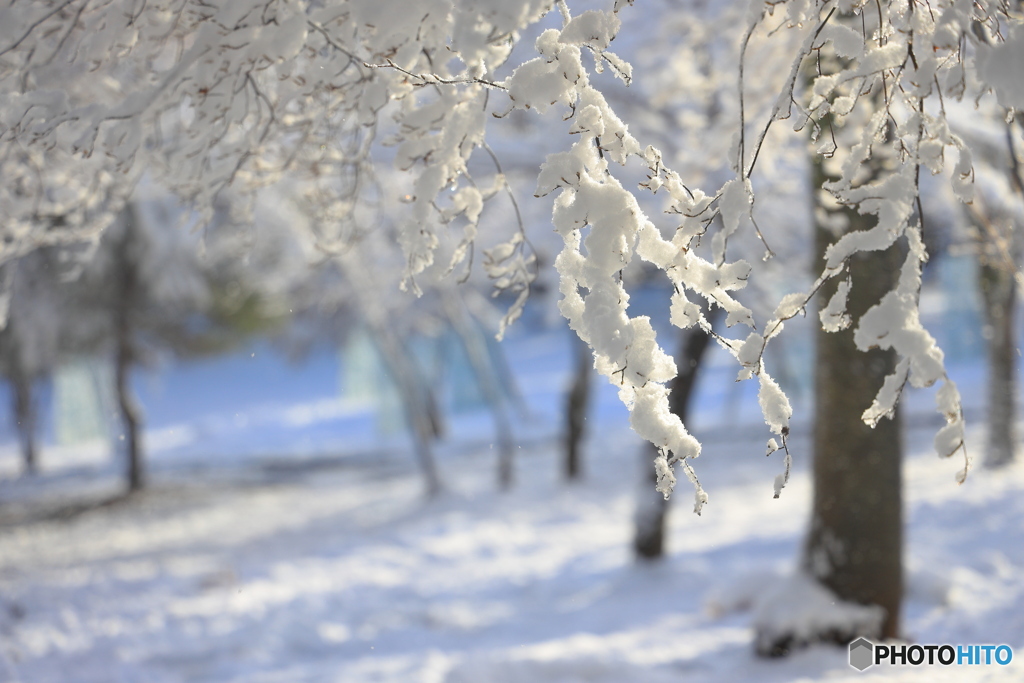 枝に付いた雪