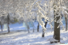 枝に付いた雪