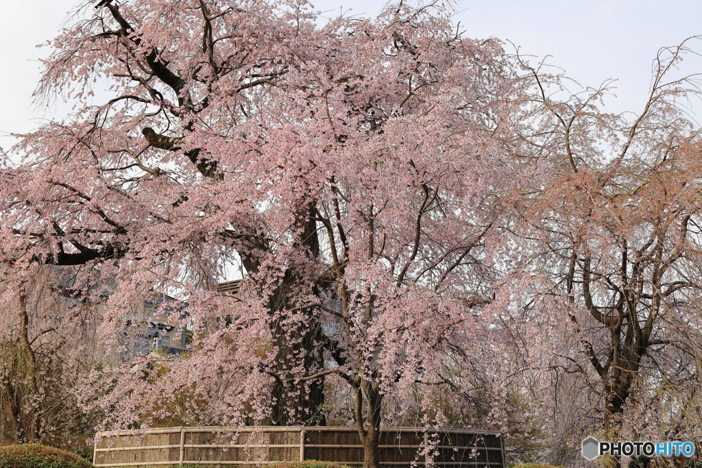 しだれ桜 #2