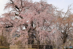 しだれ桜 #2