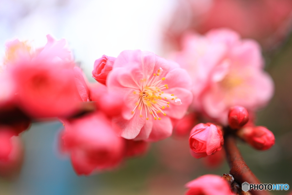 ピンク色の梅の花