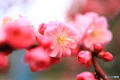 ピンク色の梅の花
