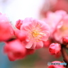 ピンク色の梅の花