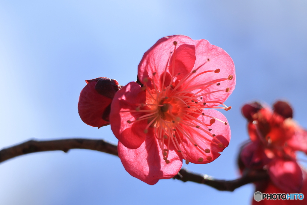 少し透けた梅の花