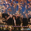 夜桜のすだれ