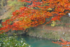 紅葉と川を眺める